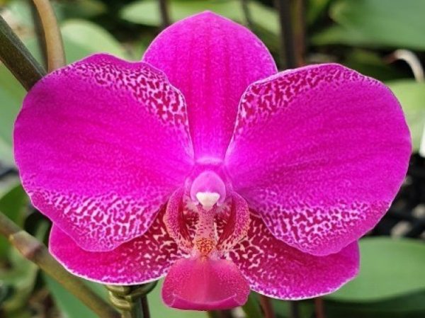 орхидея queen barry
