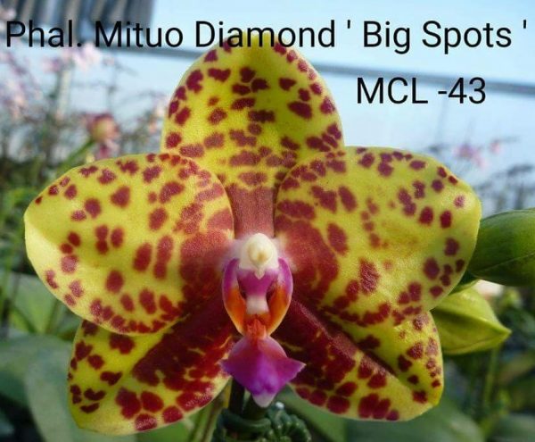 Mituo Diamond Big Spots