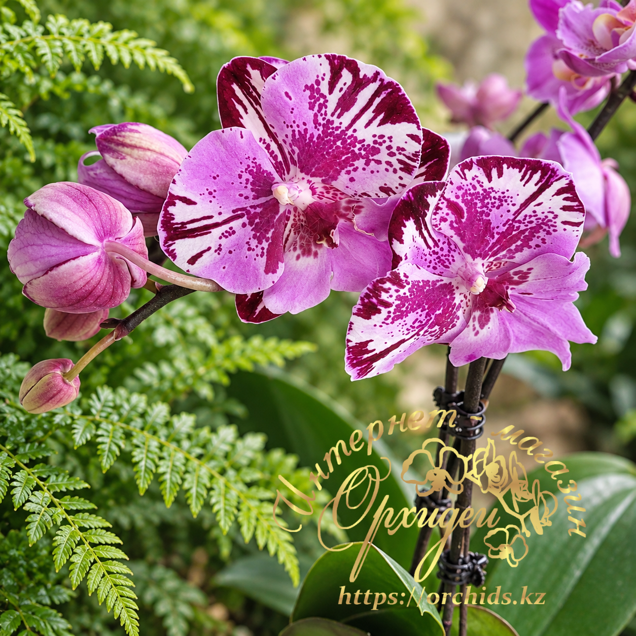 Phal. Naomi 2 Phal. Naomi