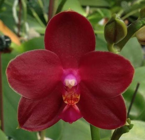 Орхидея Zheng Min Parakeet Peter