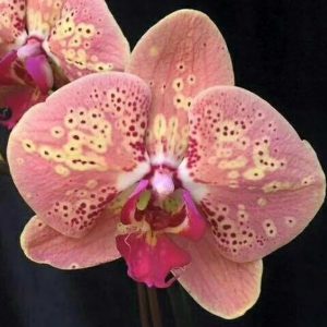 орхидея персик
