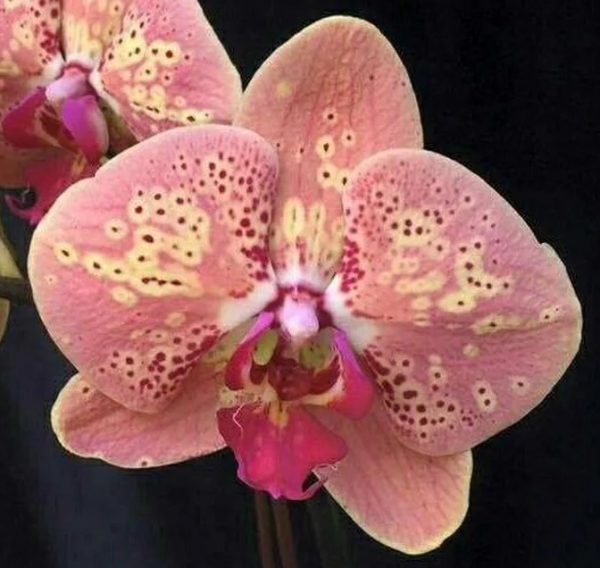 орхидея персик