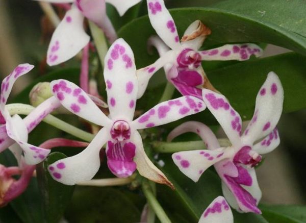 мини орхидея ванда пинки
