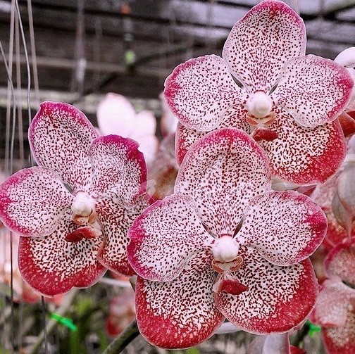 розовая орхидея ванда