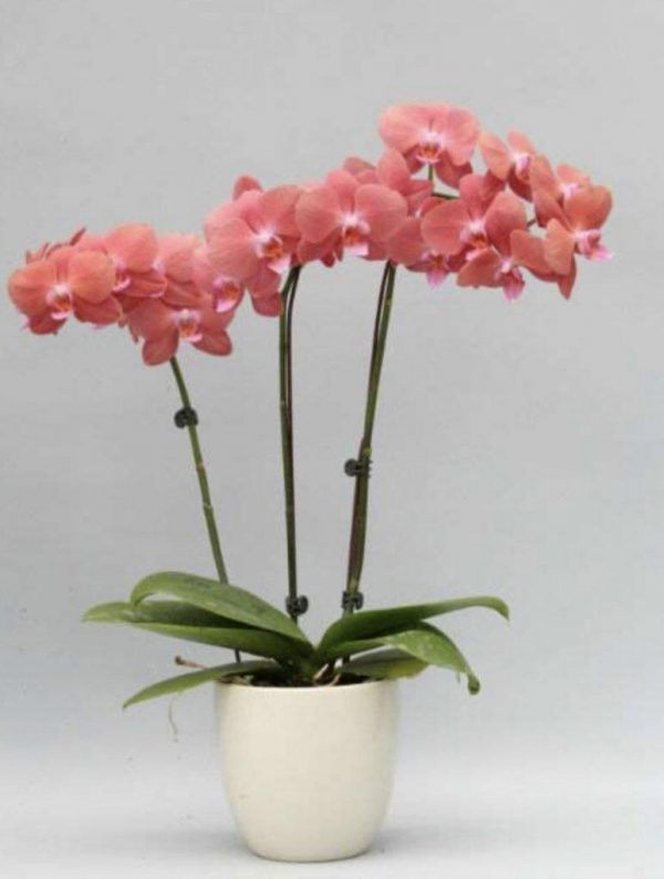 розовый будда орхидея