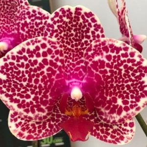 орхидея сезам