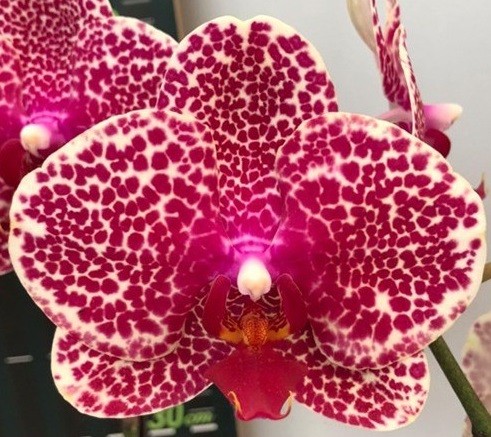орхидея сезам
