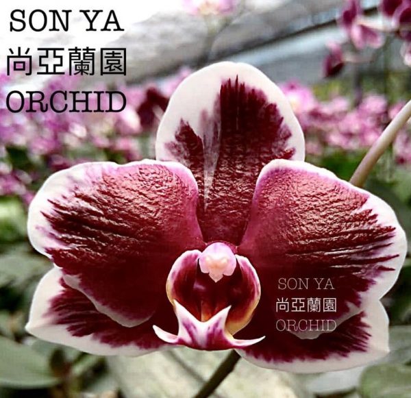 орхидея азиатский шоколад