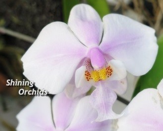 Природная орхидея Шиллериана