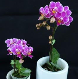 мини орхидея Сого Ибис