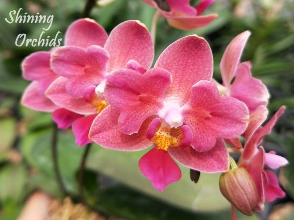 Орхидея пелорик Tying Shin Smart