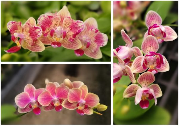 орхидея пелорик