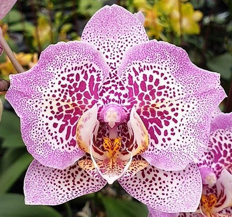 орхидея сого даймонд бабочка