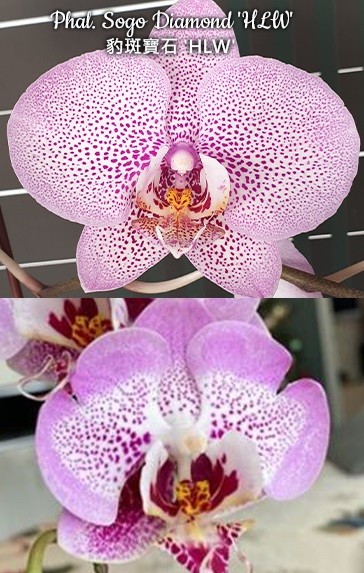орхидея сого даймонд пелорик