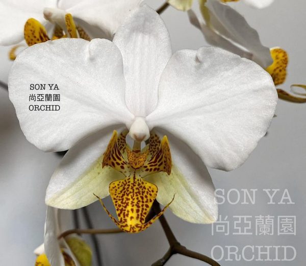 орхидея стюартиана с тигровой губой