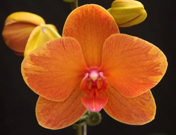 Phal. Charming Fortune