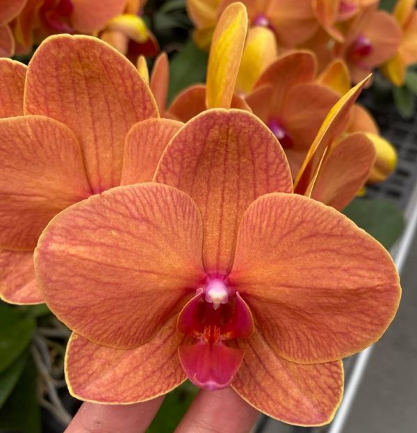 Phal. Charming Fortune