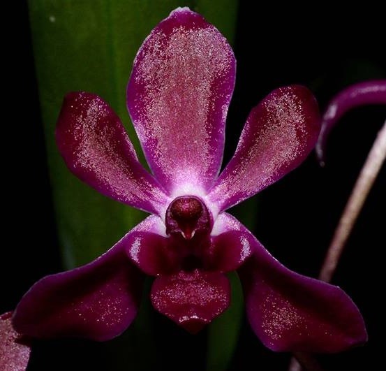мини орхидея ванда