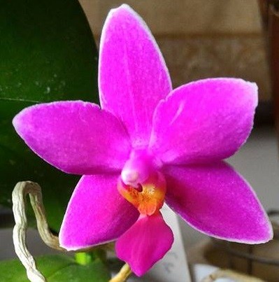 Орхидея Вио Вио Phal. Vio Vio