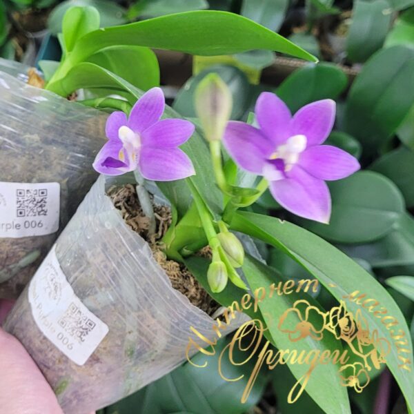 Doritaenopsis Purple Martin — изображение 2
