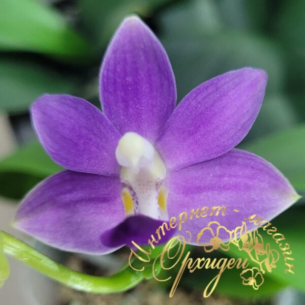 Doritaenopsis Purple Martin — изображение 6
