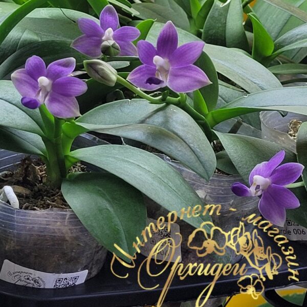 Doritaenopsis Purple Martin — изображение 3