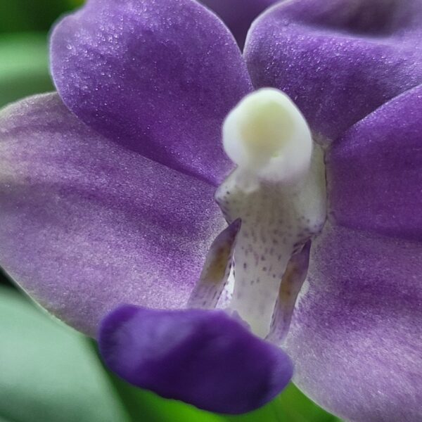 Doritaenopsis Purple Martin — изображение 5