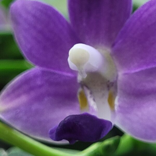 Doritaenopsis Purple Martin — изображение 4