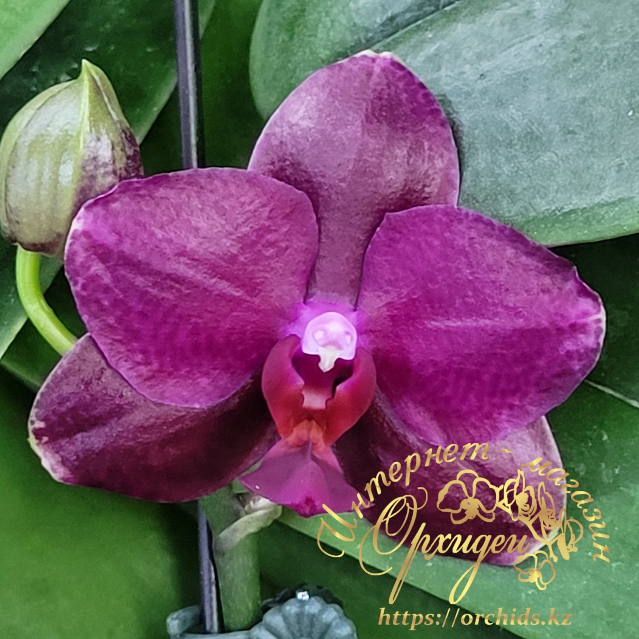 Орхидея Сого Релекс 1661 5 Орхидея Сого Релекс 1661 — изображение 5