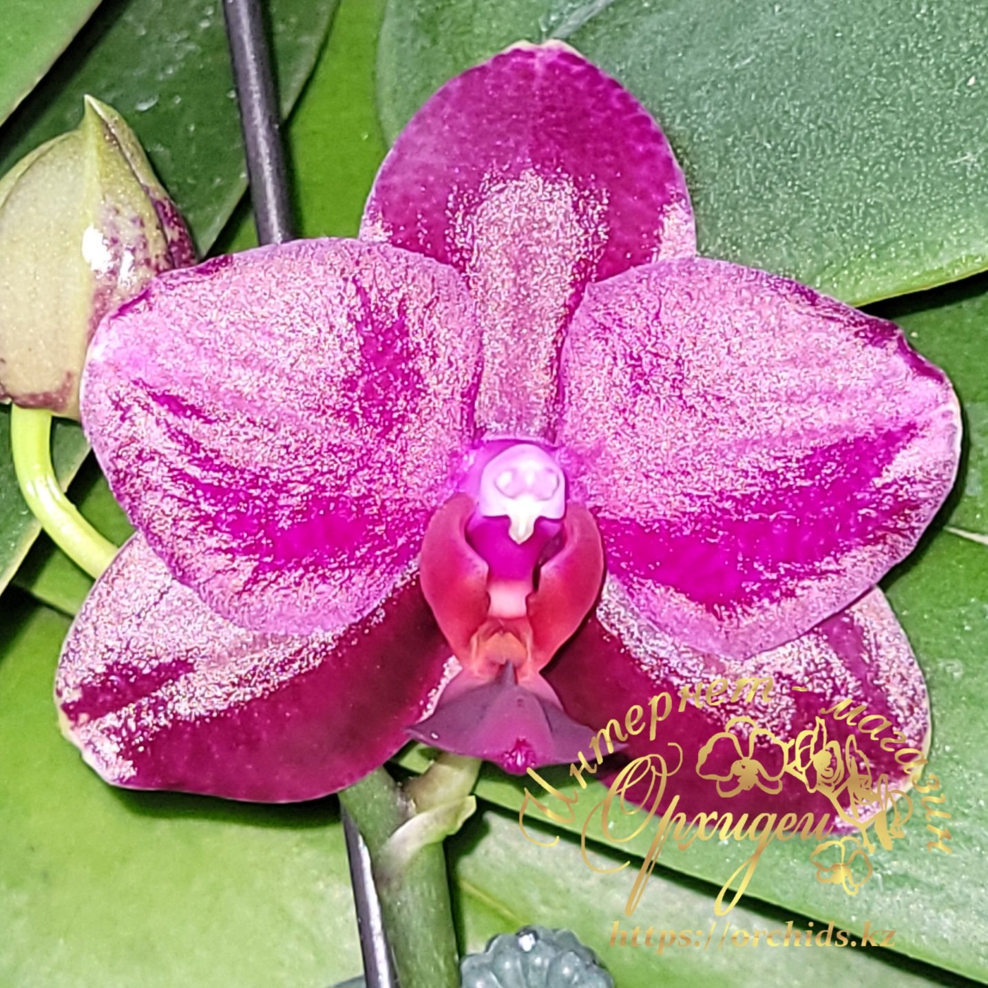 Орхидея Сого Релекс 1661 6 Орхидея Сого Релекс 1661 — изображение 6