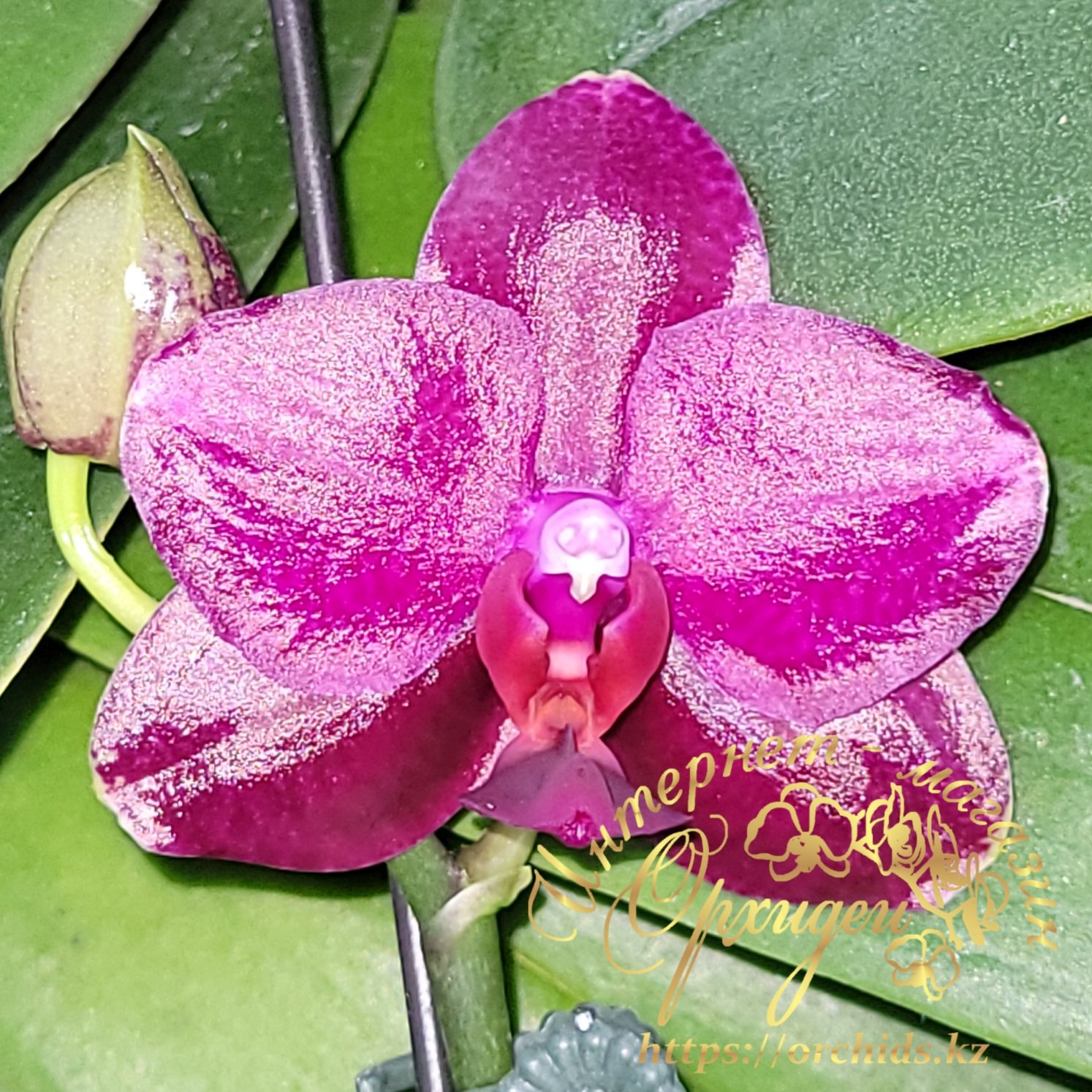 Орхидея Сого Релекс 1661 1 Орхидея Сого Релекс 1661