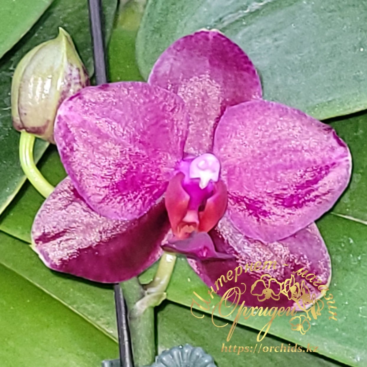 Орхидея Сого Релекс 1661 4 Орхидея Сого Релекс 1661 — изображение 4