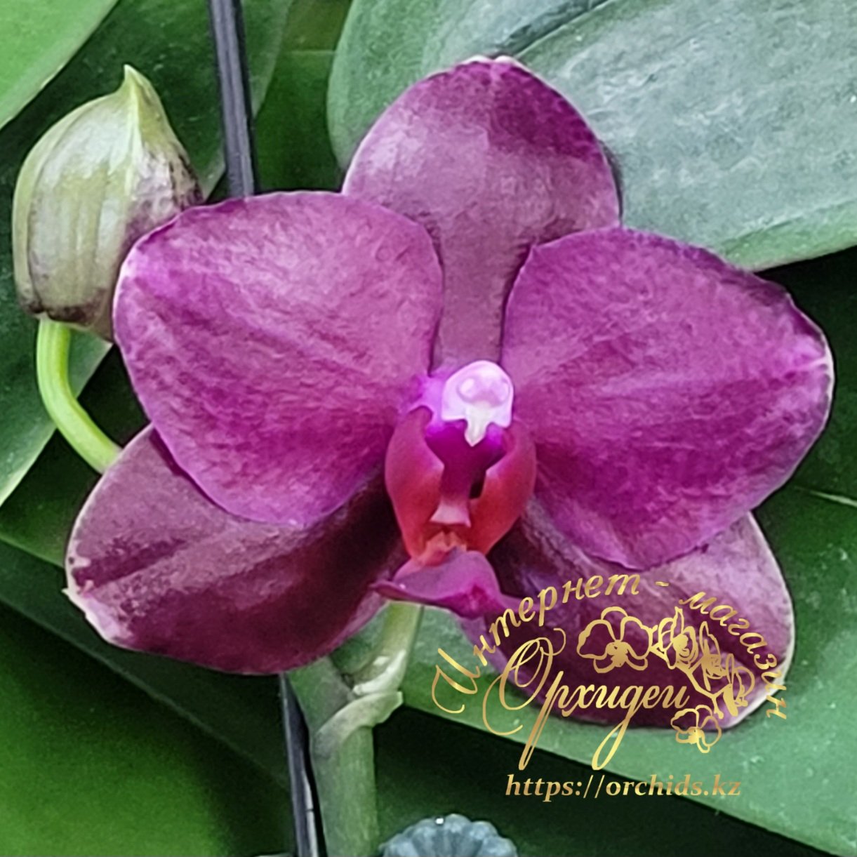 Орхидея Сого Релекс 1661 2 Орхидея Сого Релекс 1661 — изображение 2