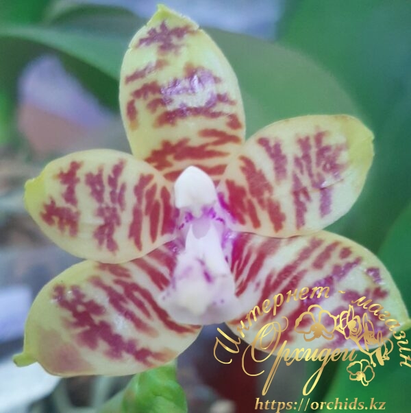 гибридная желтая орхидея