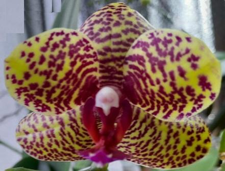 гибрид желтых орхидей