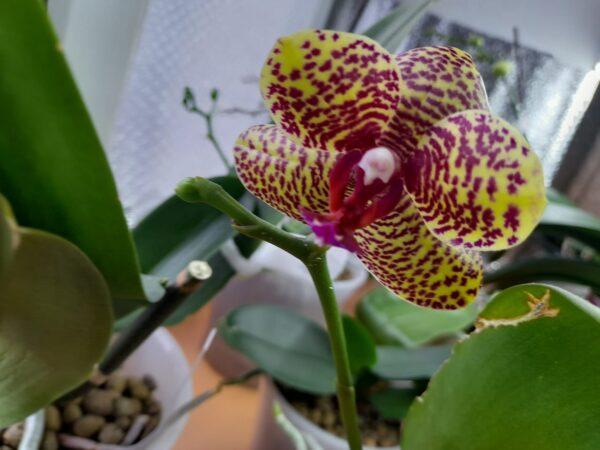 Гибрид желтых орхидей от Miro