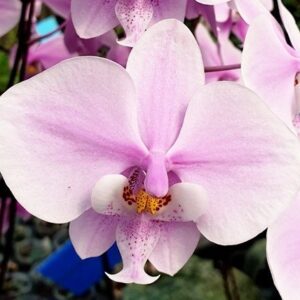 природная орхидея шиллериана
