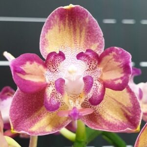 Phal. Tying Shin Smart (peloric)
