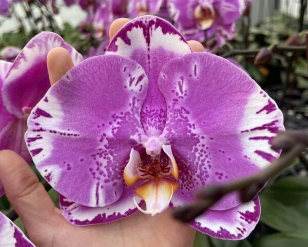 Крупноцветковая сиреневая орхидея