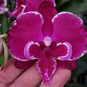 орхидея дракарис