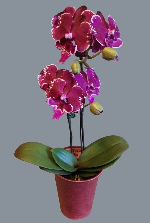 орхидея дракарис