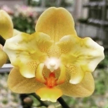 орхидея маленький император