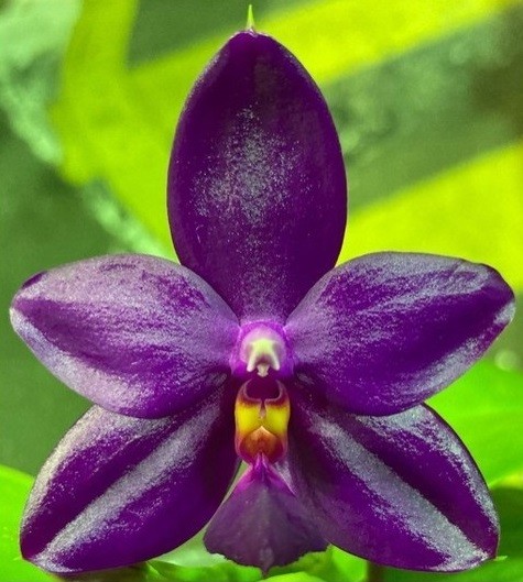 Орхидея Phal. Fintje Kunriawati