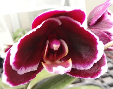Орхидея Ever Spring Prince