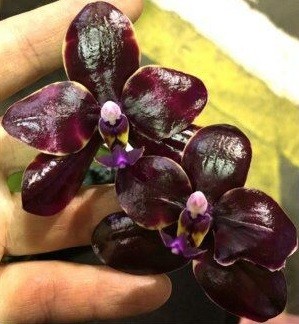 Орхидея Dendi's Razzmatazz x Luddemaniana