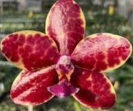 Орхидея Dendi's Razzmatazz x Luddemaniana