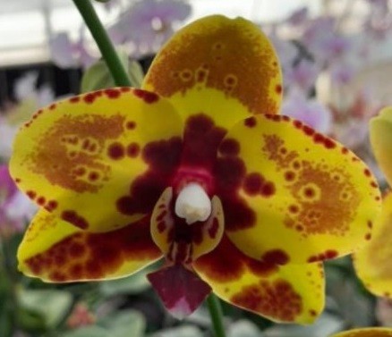 Гибридная орхидея LTNA 790