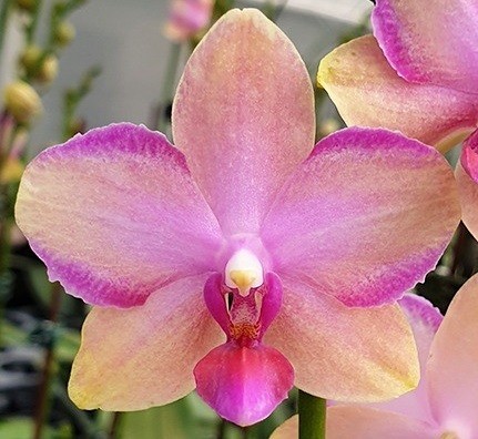 орхидея тайсуко джаспер