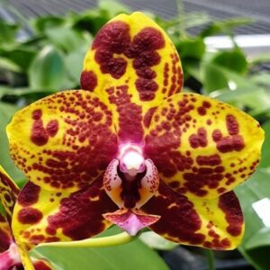 орхидея змеиная кожа