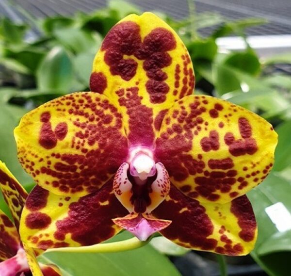 орхидея змеиная кожа